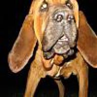 hounddog