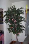 1728IH_Tree.jpg