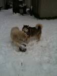Zak_and_Neysha_Snow.JPG