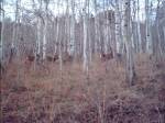 mule_deer.JPG