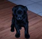 newpuppy.jpg