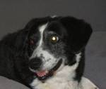 ramon-the-old-puppy.JPG