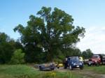 14865sm_bigtree.jpg