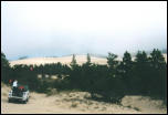 34TreesAndEndlessSand.JPG